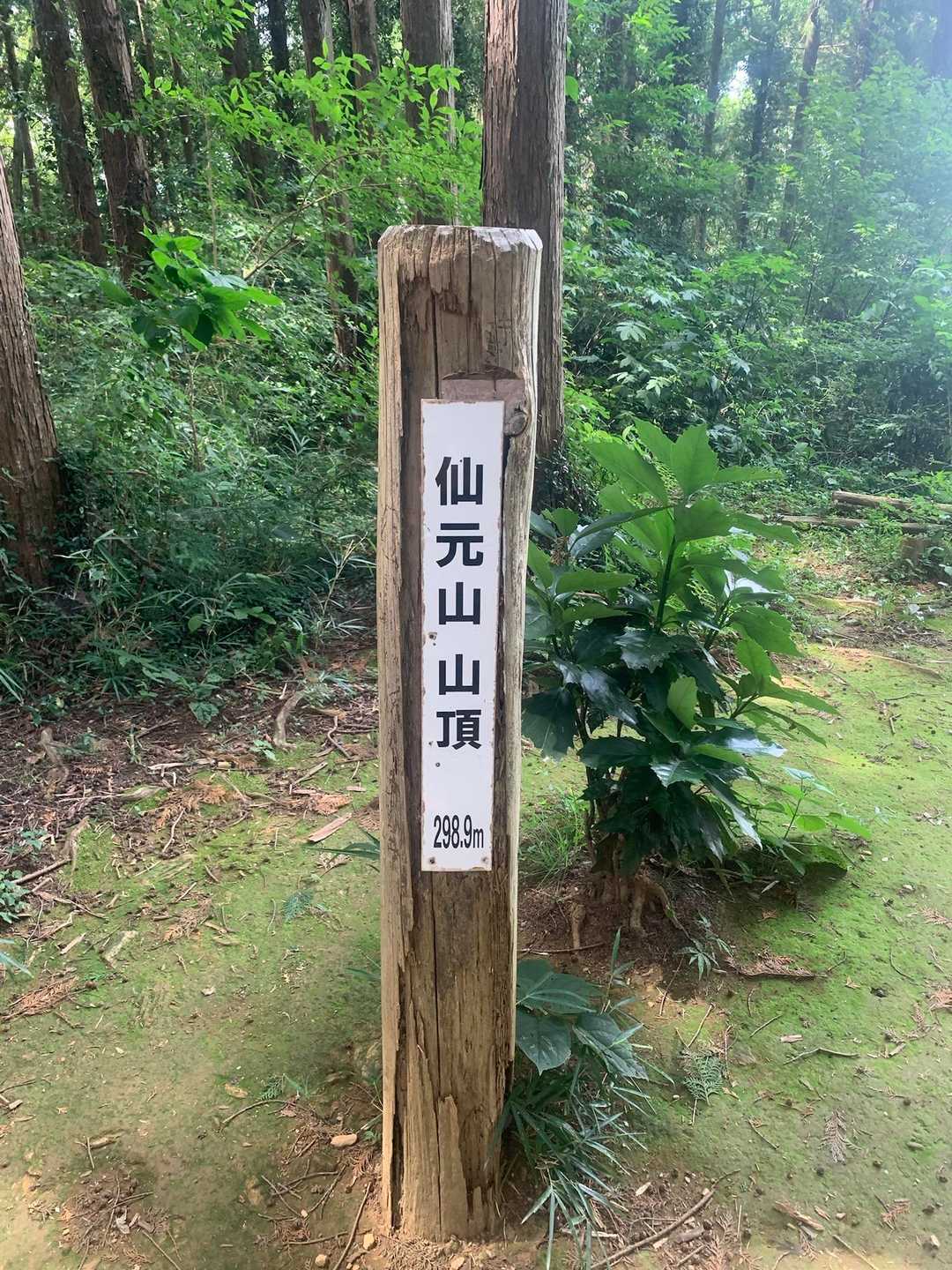 仙元山 往復コースの写真