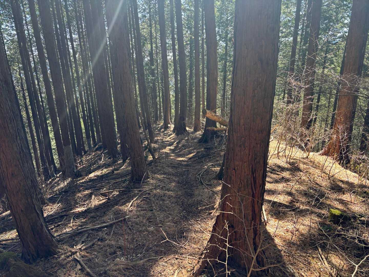 鶏鳴山 周回コースの写真
