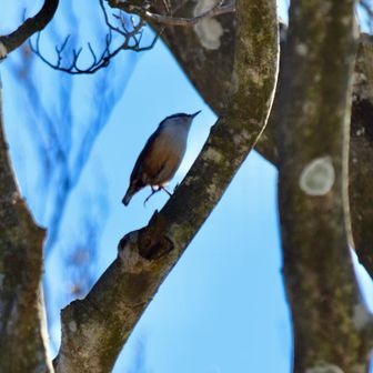 重いけどカメラ持ってきて良かった
