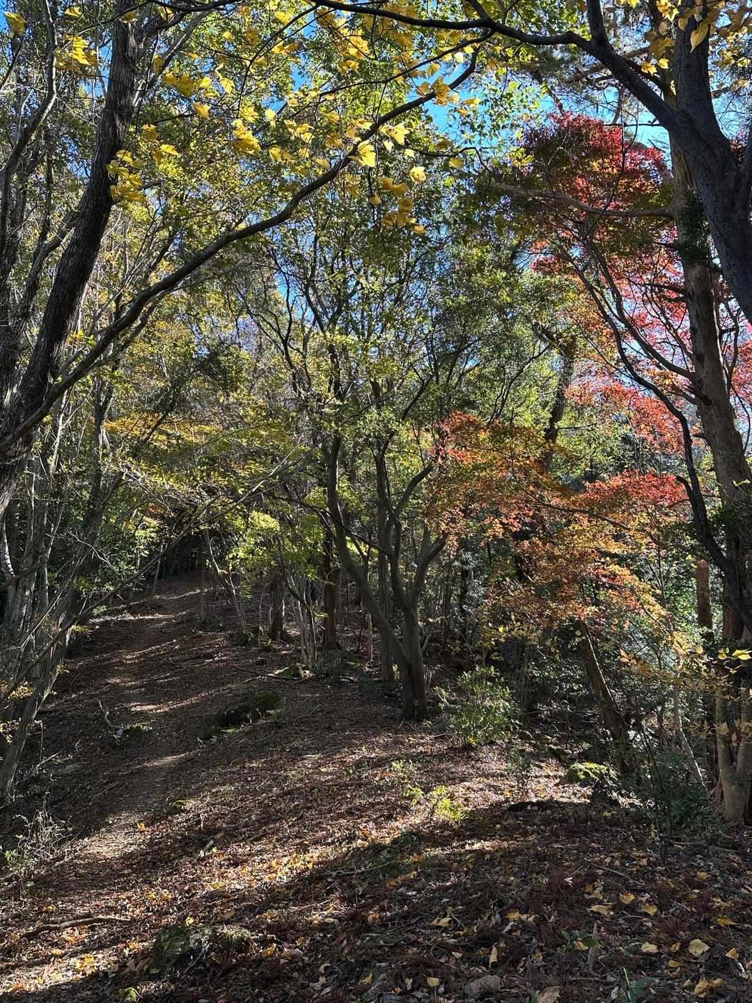 扇山-富幕山 往復コースの写真