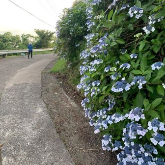 紫陽花の仲間かな？