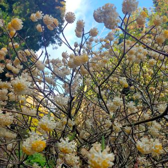 残ってる〜😍
小ぶりな感じだが、香りも良し✨