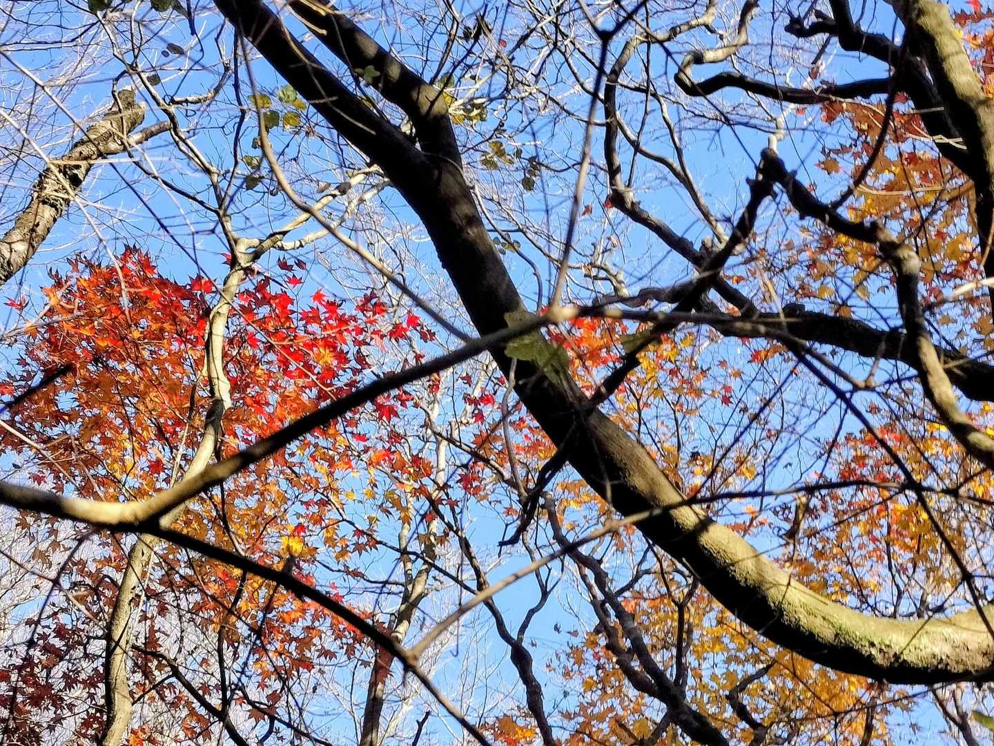 青い空に🍁