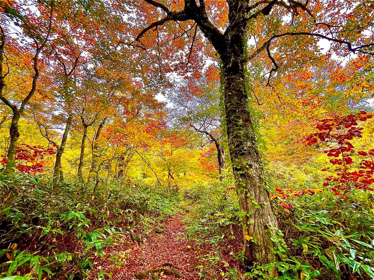 なんとも言えません🍁