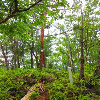 奥山山頂