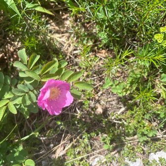 花に癒される🌸