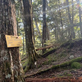 標高1800mで易老岳までの半分の距離なので、前半2.4kmだけで920m上げるなかなかの急登