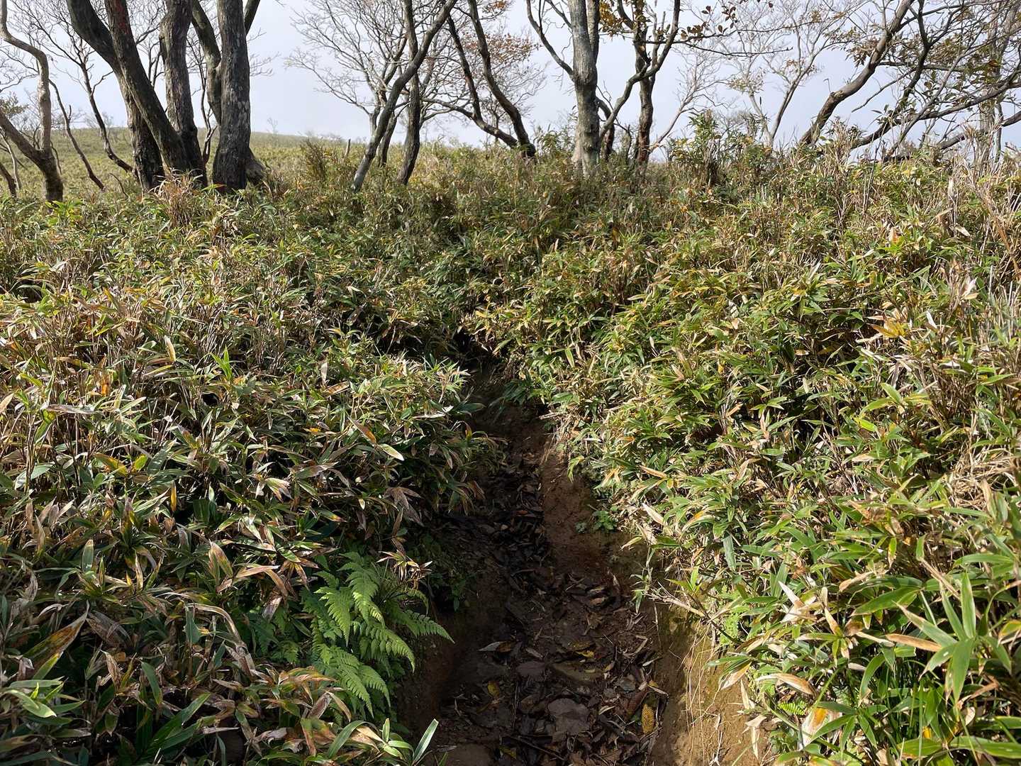 分岐から少し先は少し不明瞭な箇所あり。
一度ルート外れてしまいました。