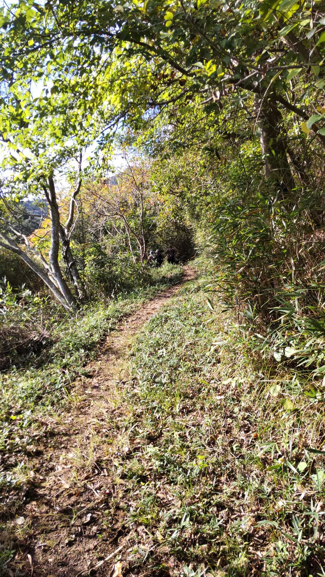登山道は、思ったより綺麗。