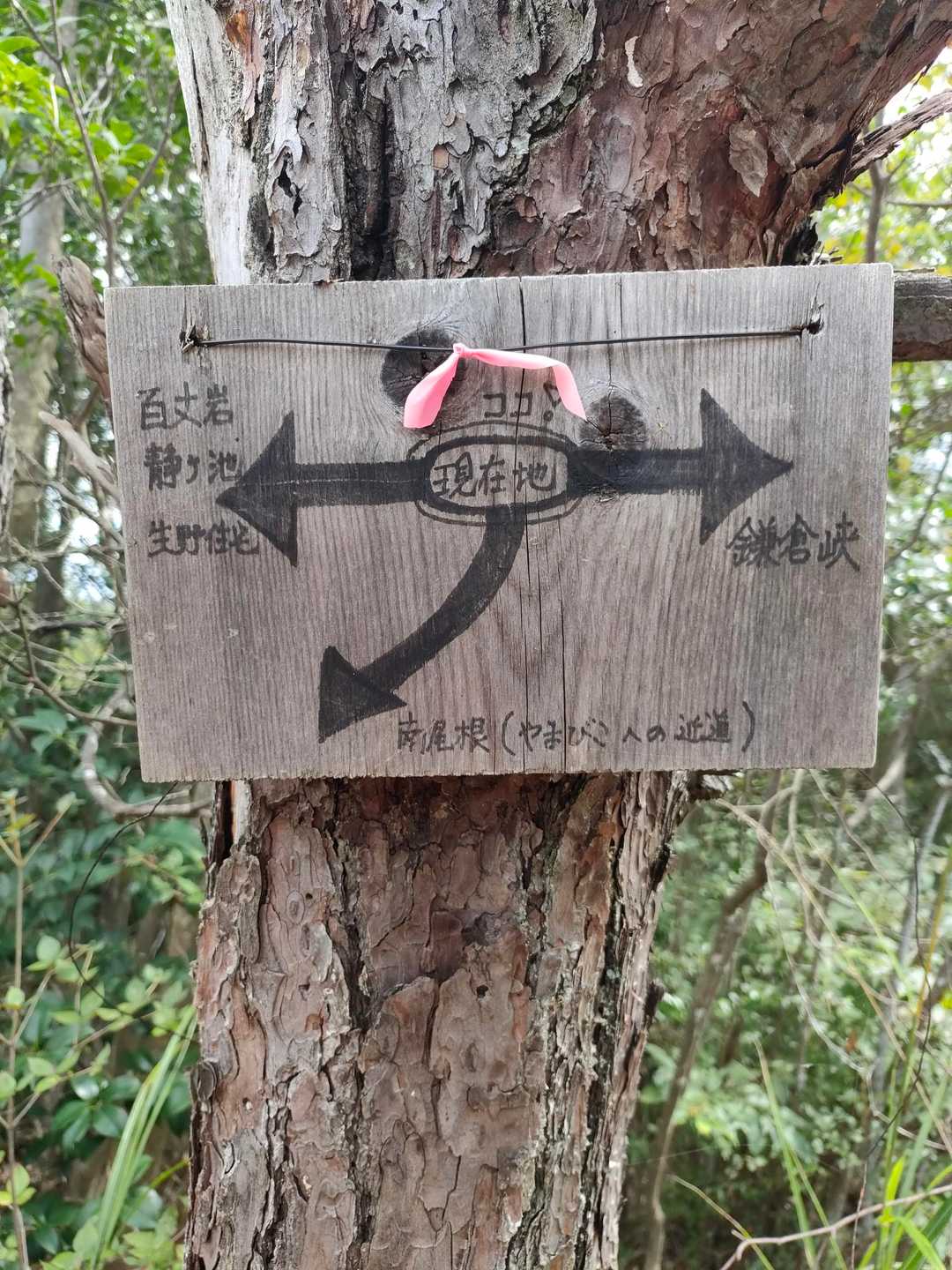ここも間違えずに、鎌倉峡に進みます🧑‍🦯