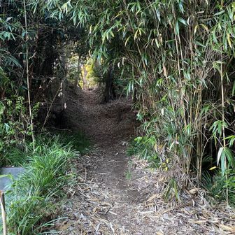 墓地を抜けると竹林のトンネル　雰囲気ありすぎ