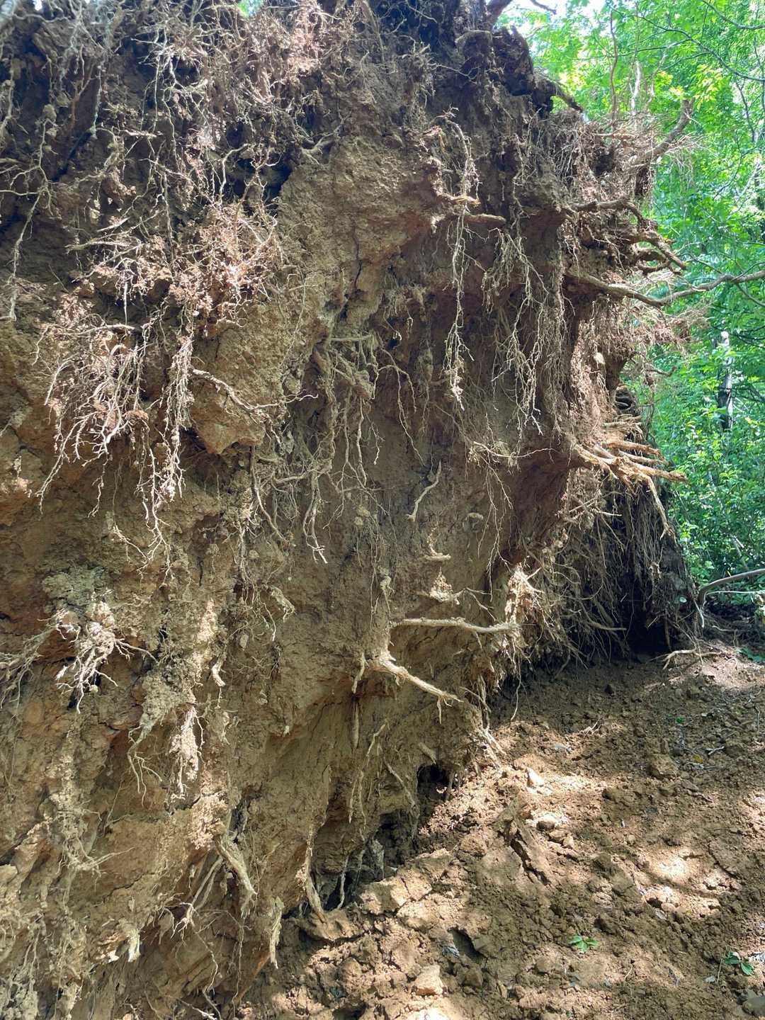 ホノケ山でもみた根ごと倒れた木