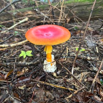 大きくて立派
宝の山ですね✨