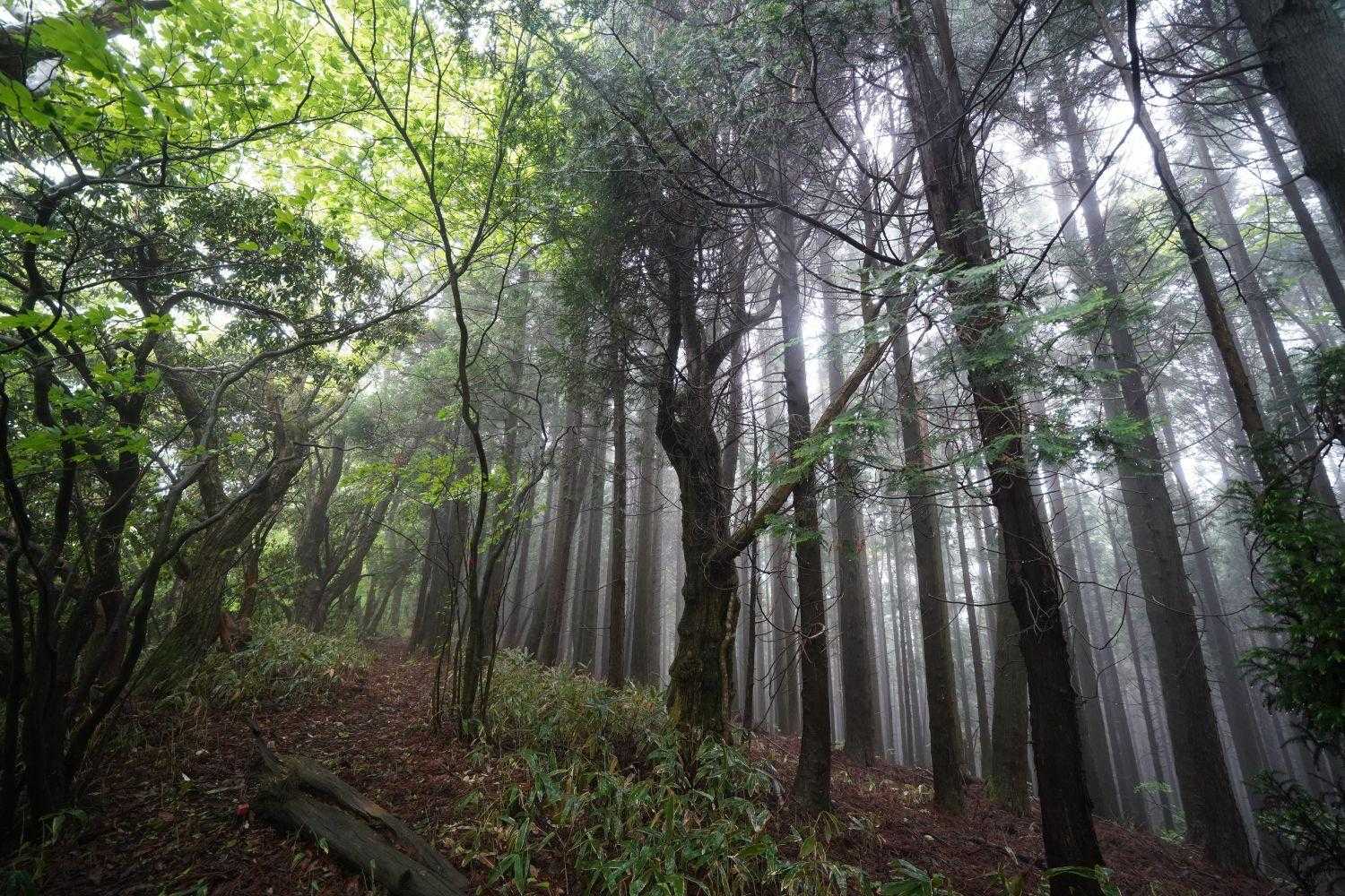 ガスが出て、幻想的