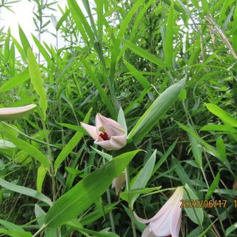 凄いゼ🌱
こんなにたくさん咲いているのは初めてです