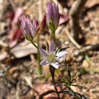 山頂にも紫センブリ？