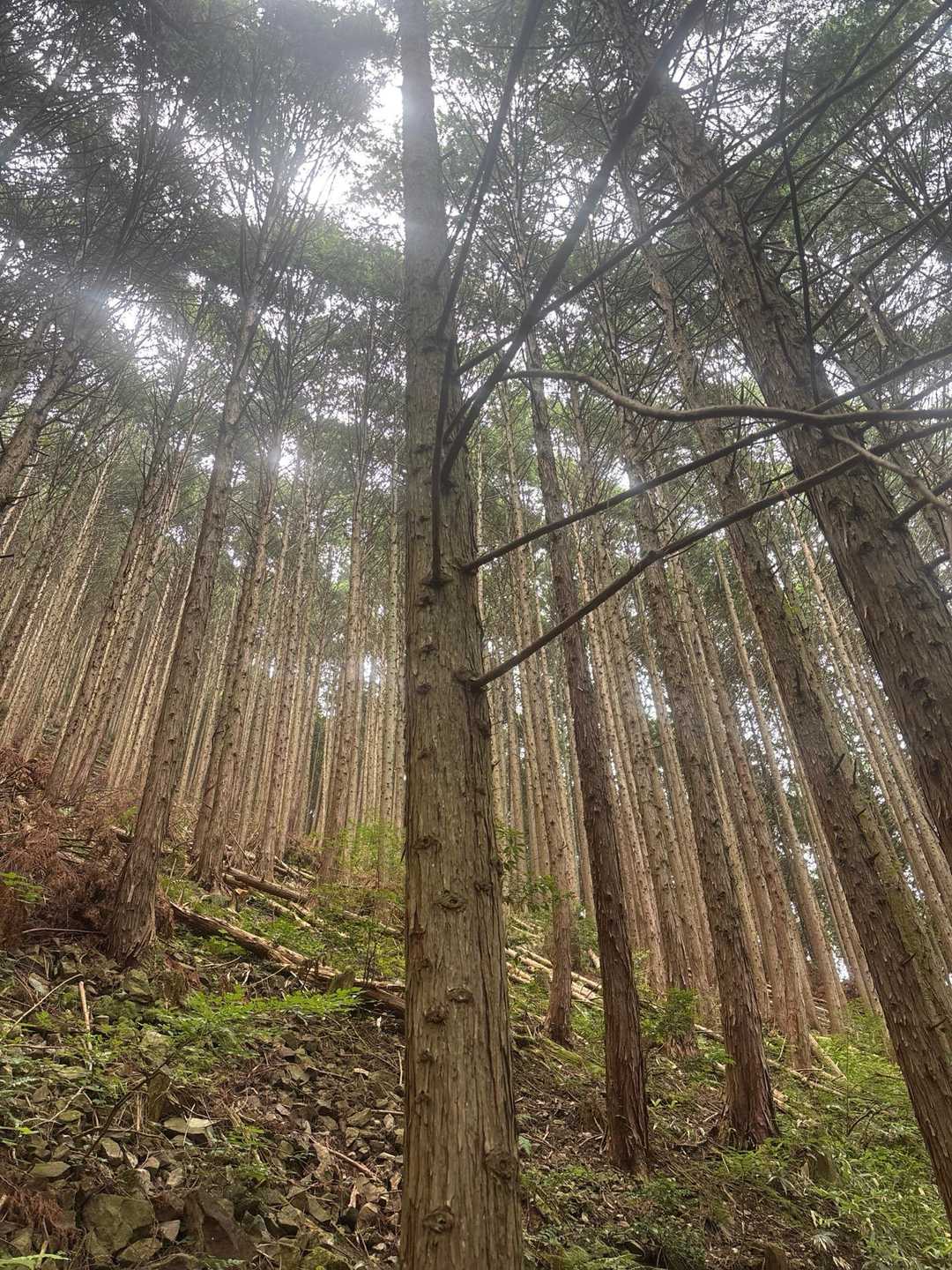 この木🌲の事でしょうか⁉️