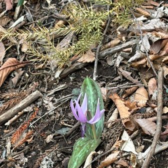 カタクリ 一輪だけ見つけた👀