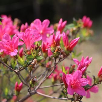 つつじ咲いていました