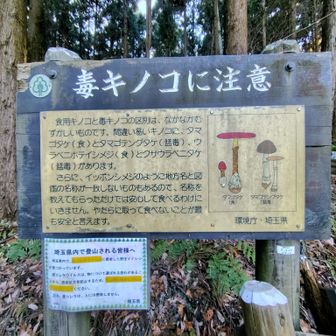 北登山口に到着💡ここから山頂までほぼ直登となる。宝登山の「毒キノコに注意⚠️」看板は有名📌