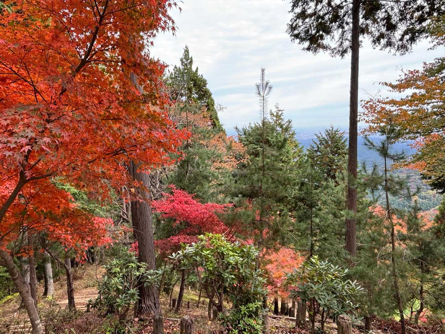 御岳山〜つるつる温泉｜ペットも歓迎の山上のパワースポットの写真
