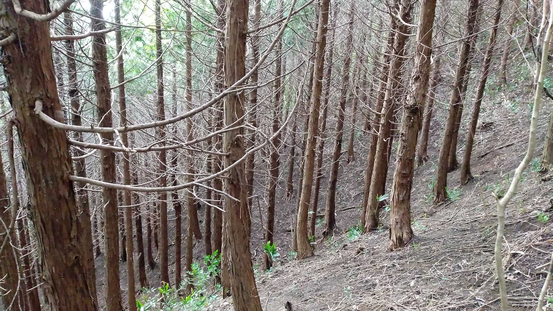 西峰からちょっと行くとこんな雰囲気