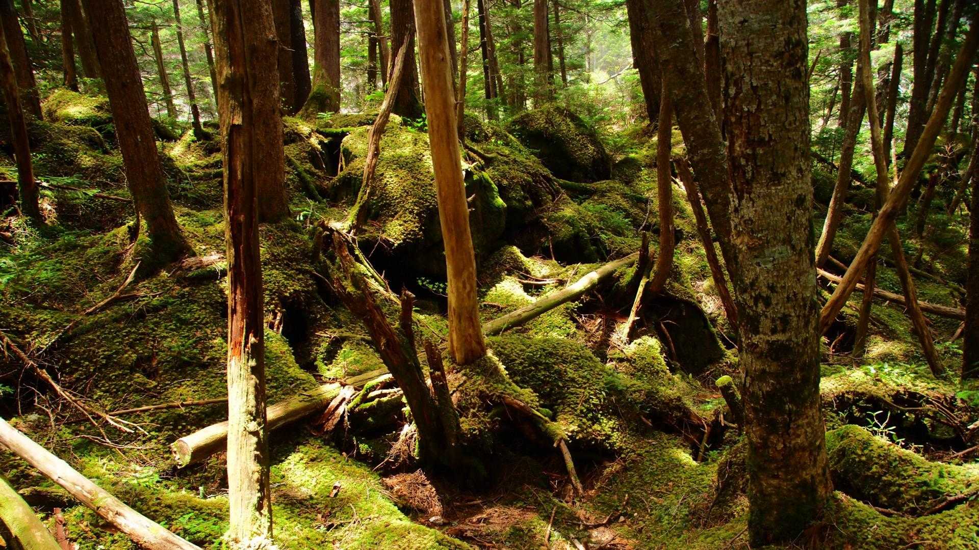 苔ワールド