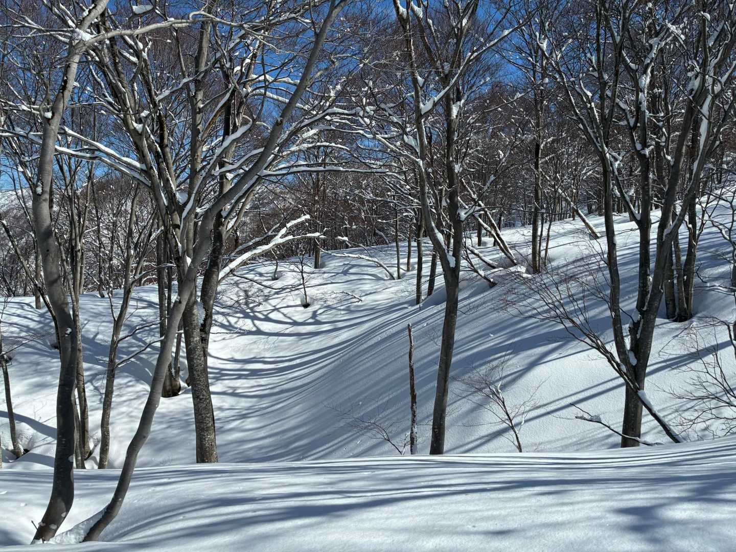 ゼブラの影が好きです