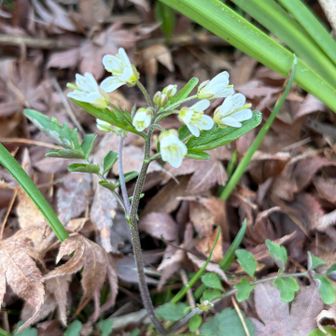 マルバコンロウソウ❓