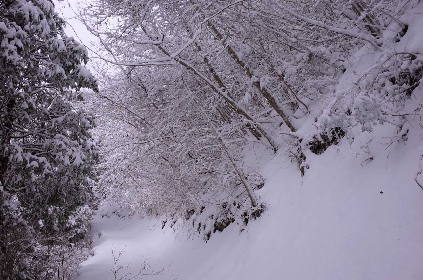 尾根が近づくと、山腹をトラバースして