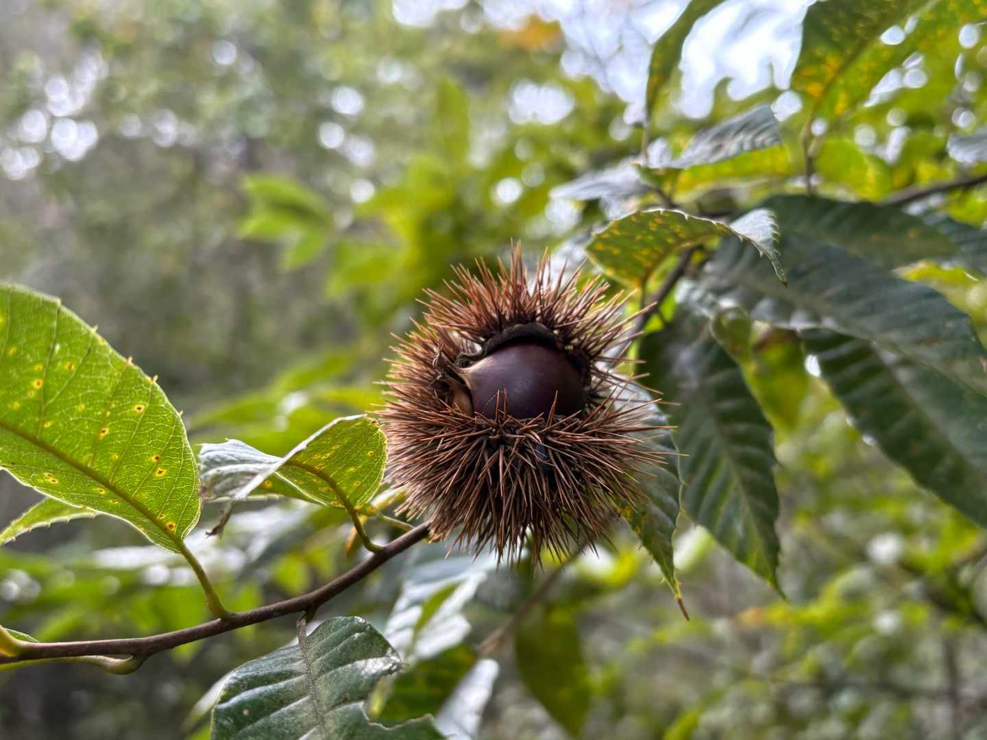 秋ですね🌰