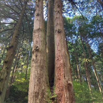 この三本杉は天然記念物