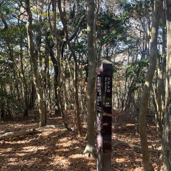 シビレ山も展望なし