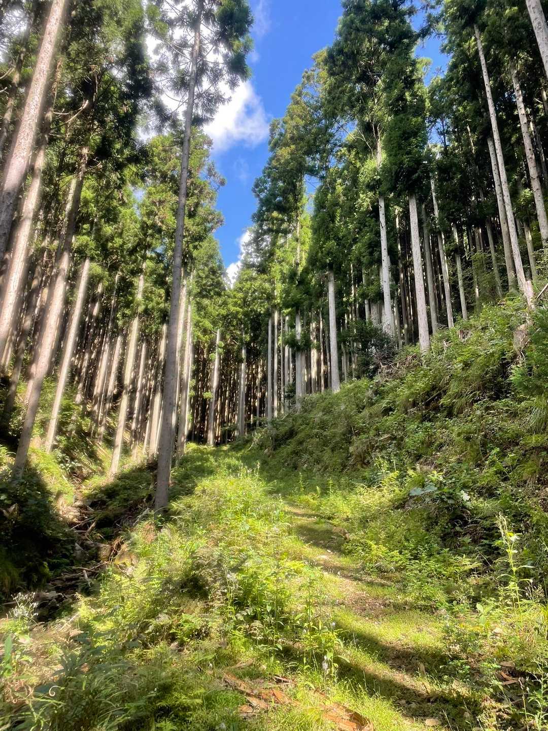 前半は沢沿いのこんな道を進みます

