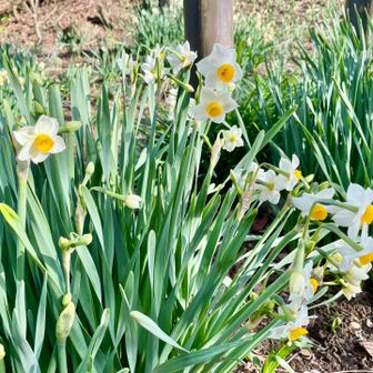 水仙が咲き始めていました！素敵✨