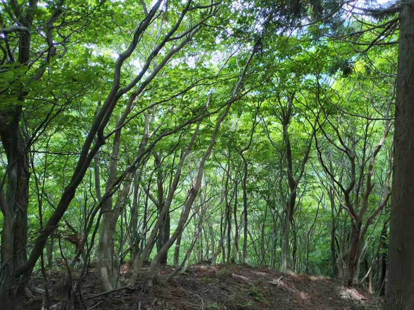 国見峠-虎子山 往復コースの写真
