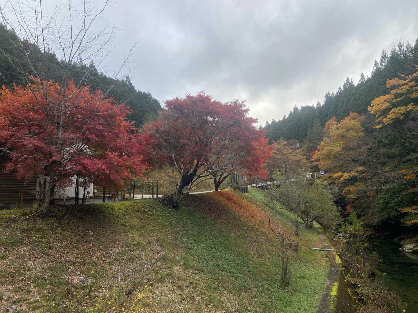 橋の上から駐車場方面の紅葉を撮った🍁