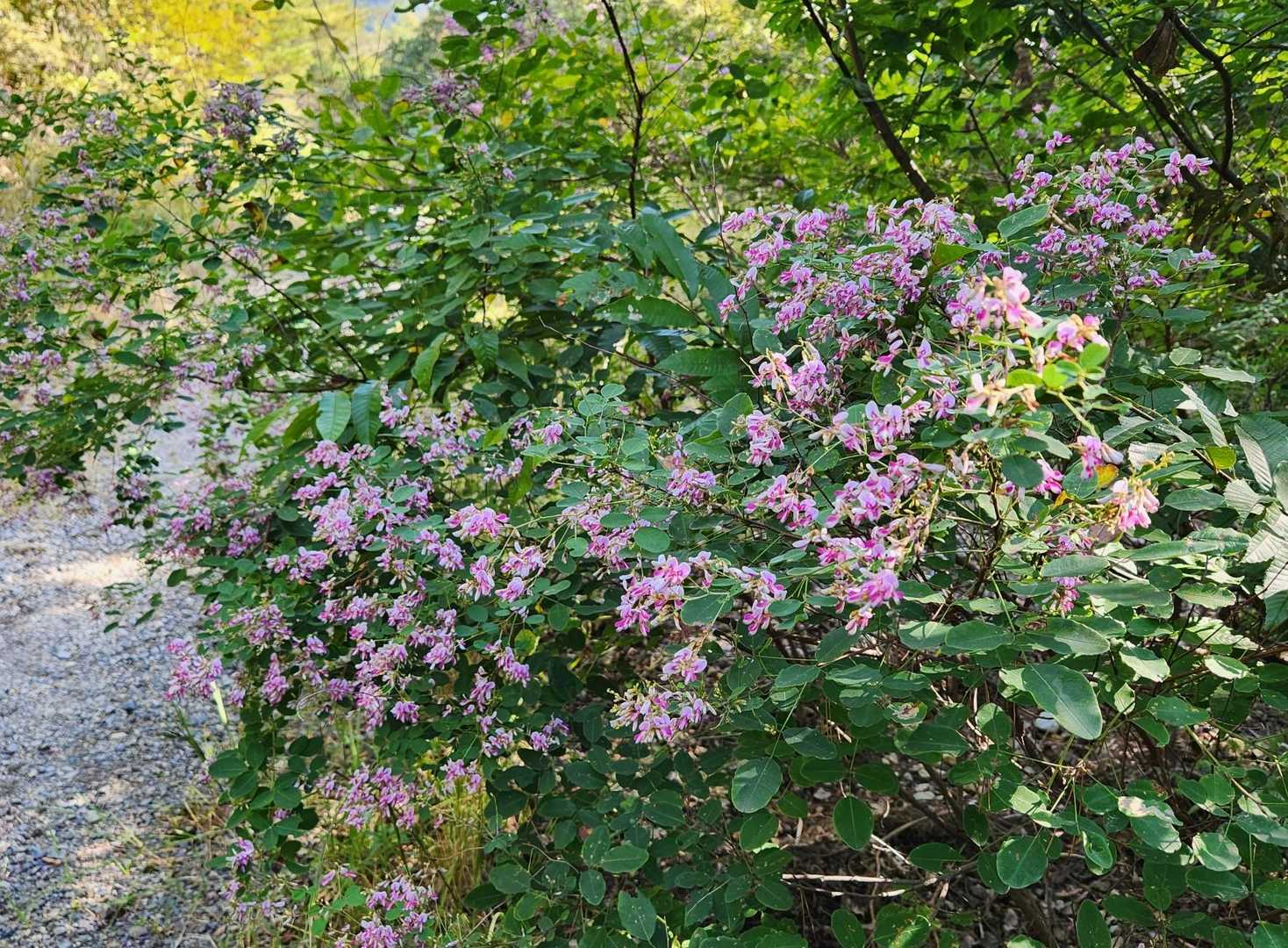 萩の花がきれいです