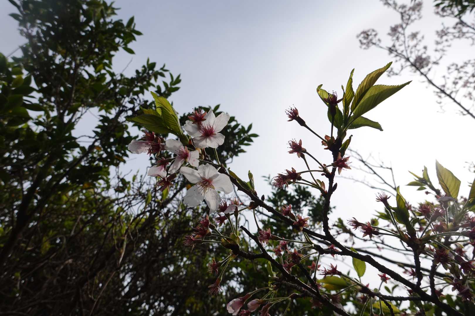 山桜？大島さくら？