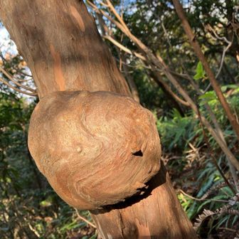 小茶臼から、大発山へ。
オッパイのよう🤭