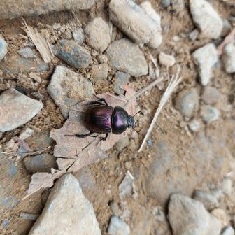 センチコガネ
こんなに綺麗なのに💩虫だそうで…でも綺麗なので📸分解ありがとう