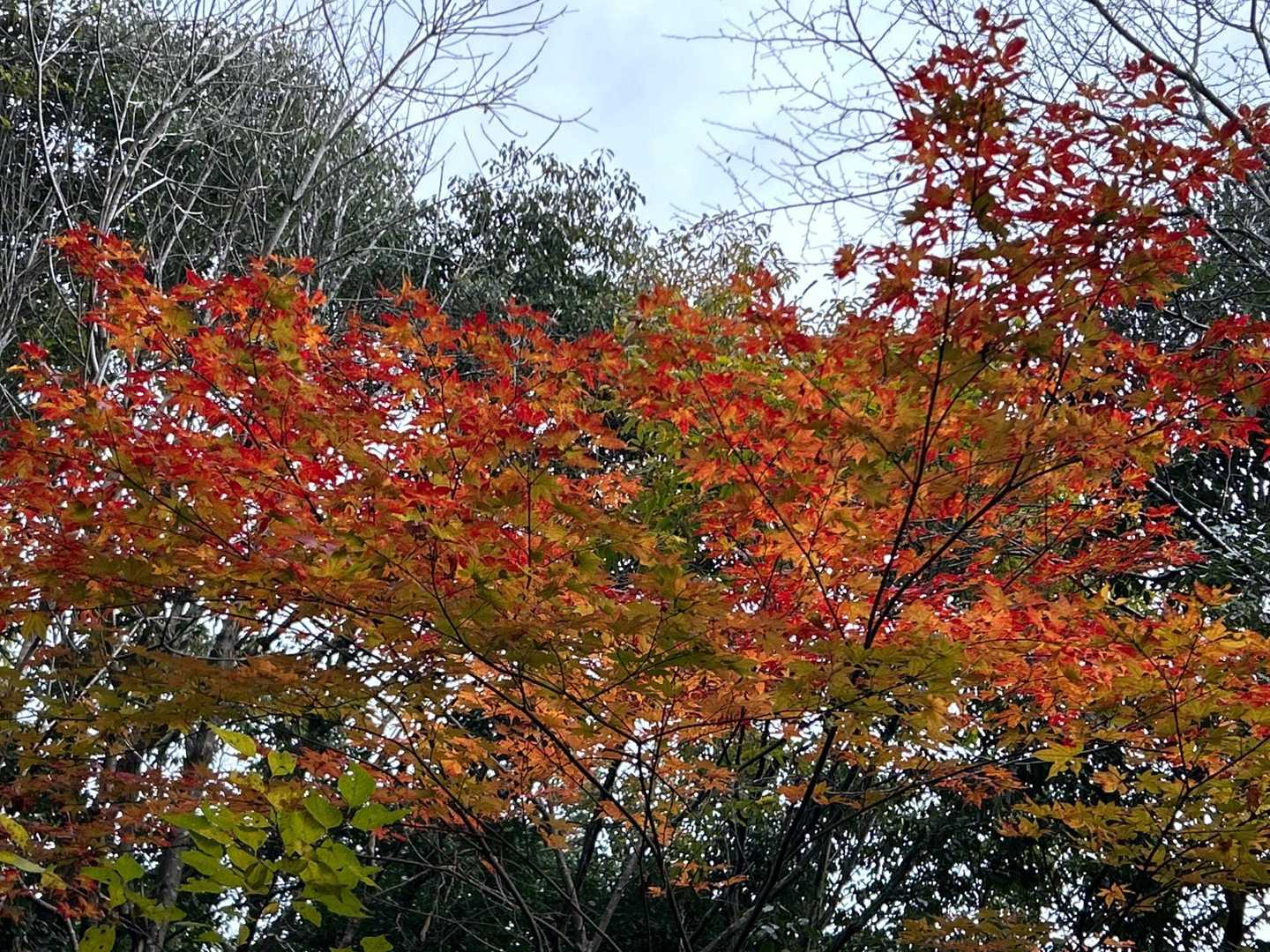 残ってる🍁❣️