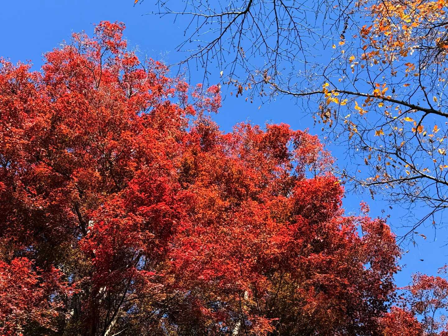 一番きれいな木🌲