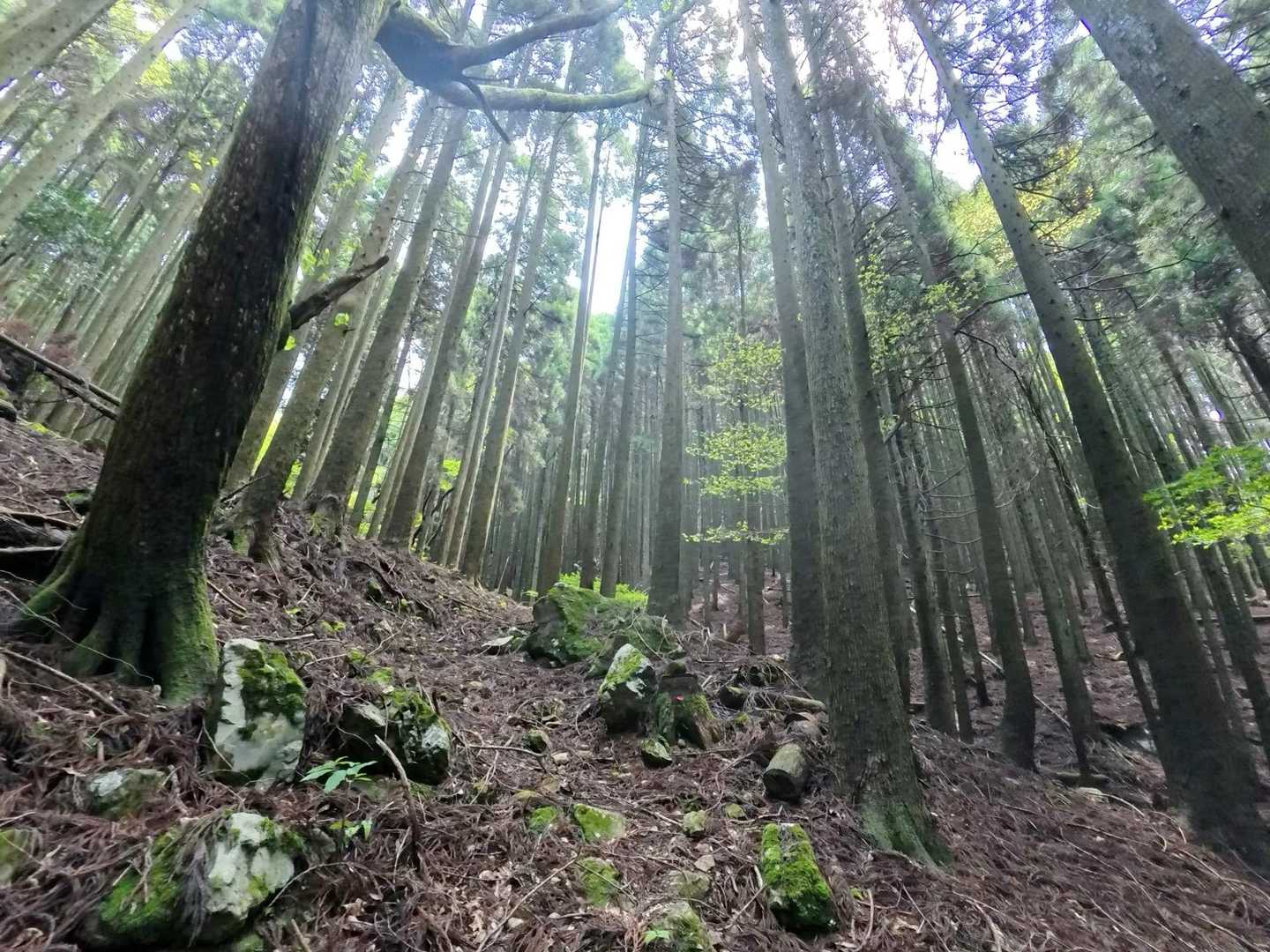 栗藤登山口-黒峰 往復コースの写真