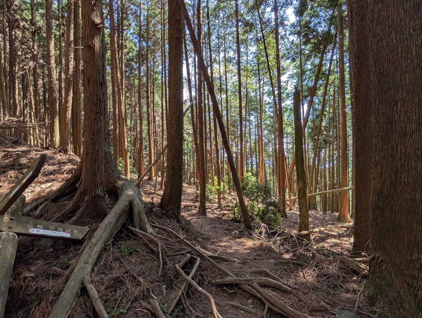 分岐から下山します
初めての道
皆さんが歩いておられる道だから…
キット大丈夫