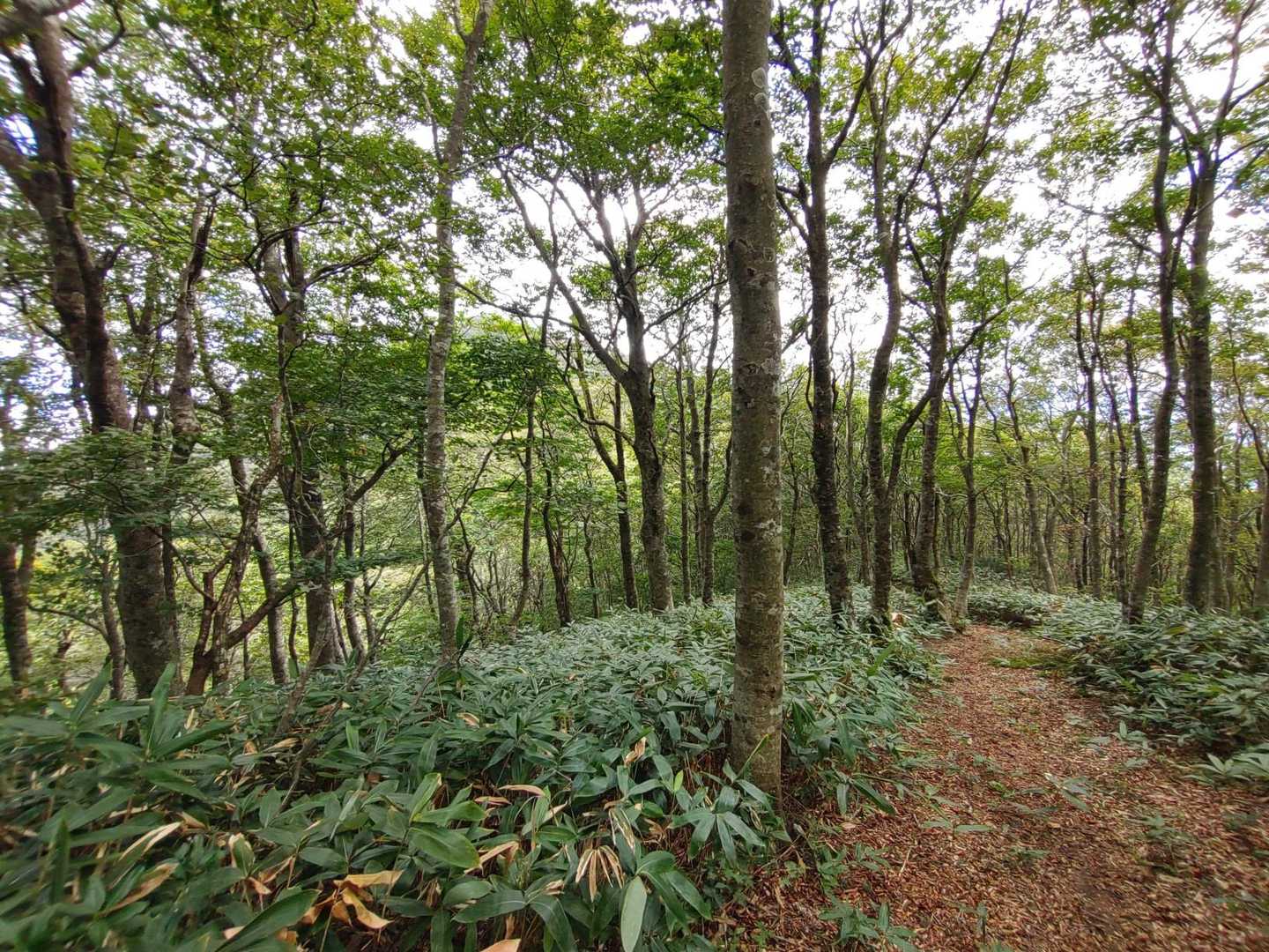 林の先に毛無山