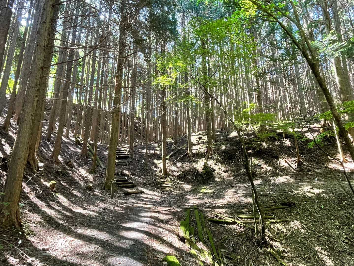 初めはヒノキの樹林帯。