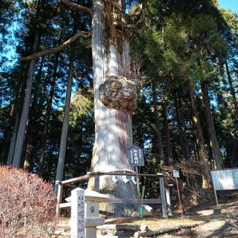 奥ノ院途中の杉