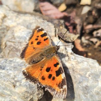 オス同士でバチバチ音が聞こえるほどの体当たりしていたヒオドシチョウが羽休め
いつも羽がボロボロなのはこういうことなんだね