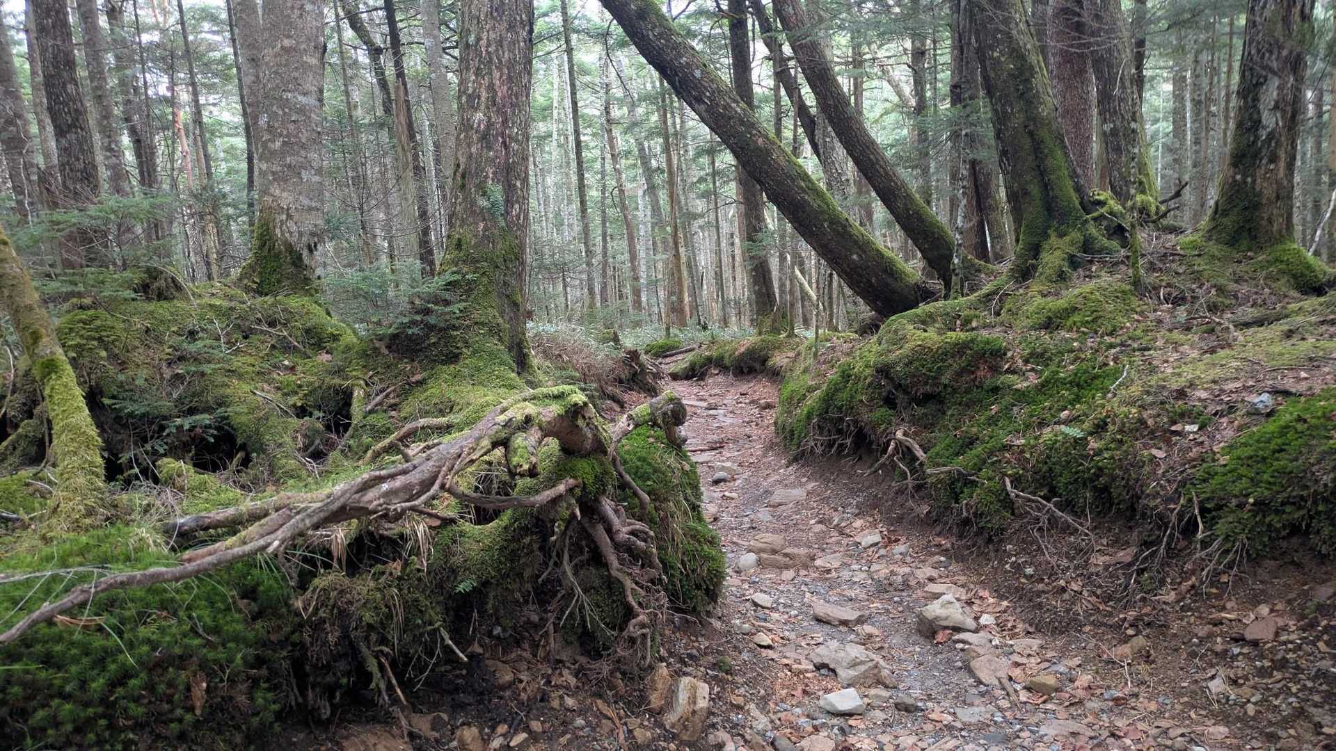 シットリ瑞々しい原生林のフカフカ登山道
🎶💃👍